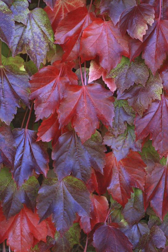 无人,攀登,竖图,彩色,室外,特写,白天,背景,美景,植物,叶子,景观,常春藤,爬山虎,草药,中药,红色,自然,藤蔓,景色,摄影,灌木,五颜六色,环境,色彩斑斓,清新,自然风光,药材,中草药,五彩缤纷,户外活动,爬墙虎,藤蔓植物,中药材,本草,地锦,趴山虎,巴山虎,五彩斑斓,五光十色,五叶地锦,秋天,彩图,全画面,全框架,全帧,全画幅,常青藤