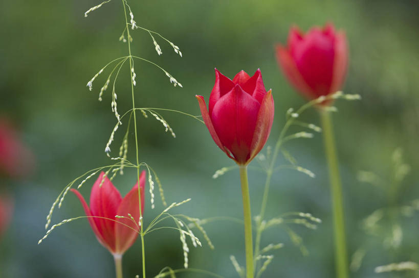 无人,横图,室外,白天,美景,植物,景观,种子,草,花,自然,春天,景色,摄影,环境,清新,自然风光,伍斯特郡,休闲活动,彩图