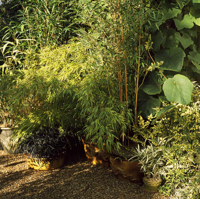 无人,横图,方图,室外,白天,美景,植物,竹子,叶子,景观,绿叶,茉莉,自然,容器,嫩叶,景色,摄影,灌木,环境,自然风光,沙砾,叶,叶片,岩石,竹,彩图