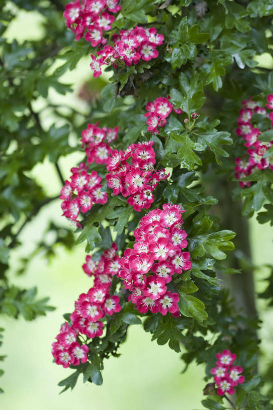 无人,竖图,室外,特写,白天,美景,植物,丰富,景观,花,花朵,粉色,自然,花束,春天,山楂树,景色,摄影,灌木,环境,清新,自然风光,落叶树,彩图