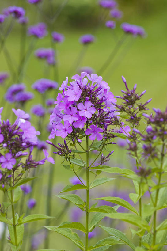 无人,竖图,室外,特写,白天,美景,植物,景观,花,紫色,自然,花束,夏天,景色,摄影,环境,清新,自然风光,草夹竹桃,彩图,宿根福禄考,天蓝绣球,夏福禄,锥花福禄考