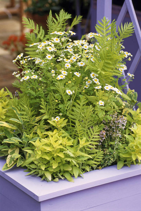 无人,竖图,室外,特写,白天,美景,植物,花盆,景观,花,黄色,紫色,自然,容器,夏天,菊花,景色,摄影,环境,艾菊,百里香,鼠尾草,菊科植物,草本,自然风光,彩图