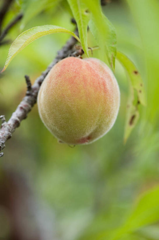 无人,竖图,室外,特写,白天,美景,植物,樱桃,水果,吊挂,悬挂,景观,食品,饮品,挂,樱桃树,饮食,树,桃树,食物,饮料,一个,自然,夏天,桃,景色,诱惑,摄影,单个,环境,可口,清新,自然风光,柑橘属,落叶树,适口,桔子,彩图