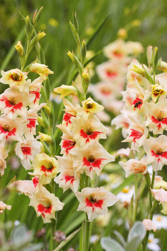 无人,竖图,室外,特写,白天,美景,植物,丰富,景观,尖顶,花,自然,夏天,景色,摄影,剑兰,环境,锋利,尖锐,清新,自然风光,彩图