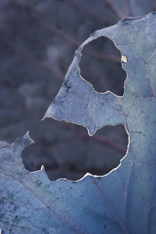 无人,吃,竖图,室外,特写,白天,美景,植物,蔬菜,叶子,咬,昆虫,洞,景观,食品,破坏,破损,自然,甘蓝,景色,摄影,红球甘蓝,环境,损坏,咬着,清新,自然风光,节肢动物,幼虫,害虫,畸形,毛虫,彩图