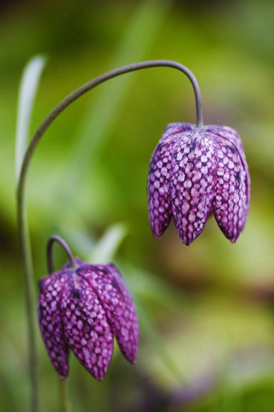 无人,竖图,室外,特写,白天,留白,美景,植物,吊挂,悬挂,景观,一对,挂,花,排列,两个,粉色,紫色,自然,春天,景色,摄影,环境,简单,清新,自然风光,花格贝母,豹纹蝶,式样,贝母,彩图