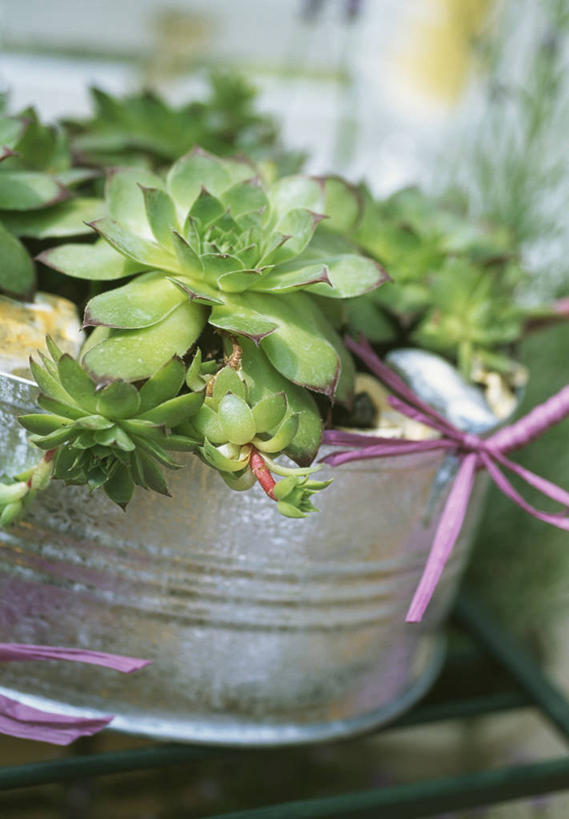 无人,竖图,室外,特写,白天,美景,植物,花盆,金属,景观,自然灾害,天气,一个,自然,容器,景色,摄影,单个,环境,石莲花,干旱,自然风光,彩图,肉质植物,长生花