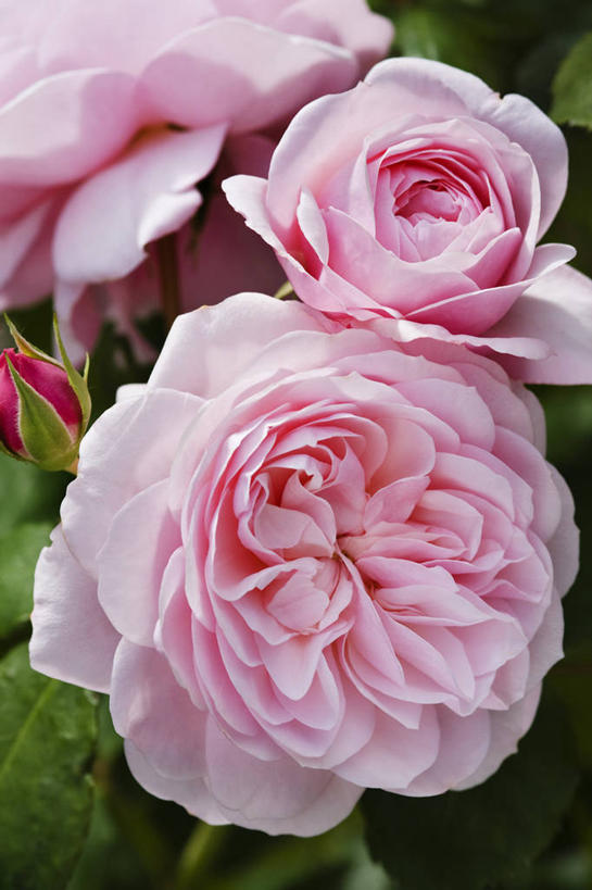 无人,竖图,室外,特写,白天,美景,植物,玫瑰,景观,花,花瓣,粉色,自然,景色,摄影,环境,自然风光,柔焦,彩图