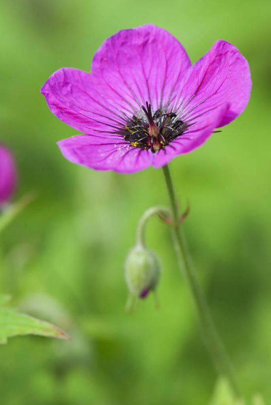 血管,无人,竖图,室外,特写,白天,留白,热情,美景,植物,景观,花,一个,粉色,紫色,阳光,自然,夏天,太阳花,景色,摄影,单个,环境,明亮,天竺葵,清新,自然风光,牻牛儿苗,彩图,多年生植物