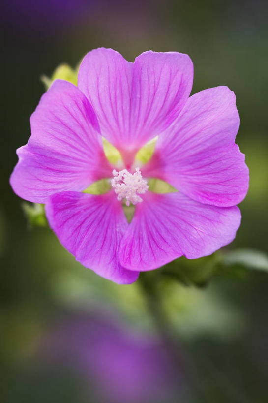 无人,竖图,室外,特写,白天,美景,植物,盛开,景观,花蕾,花,花瓣,花朵,鲜花,一朵,一个,粉色,自然,夏天,花苞,花蕊,景色,摄影,单个,环境,清新,自然风光,金钱紫花葵,锦葵,荆葵,钱葵,淑气花,小白淑气花,恩惠,彩图