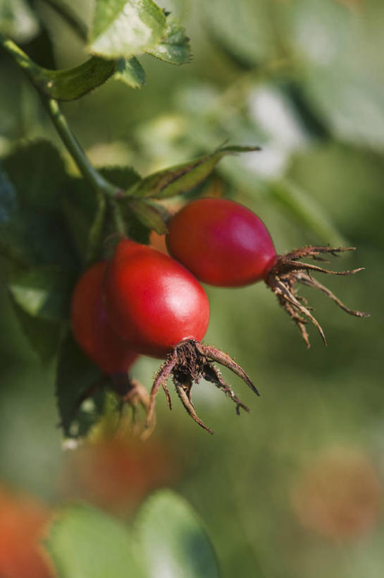无人,竖图,彩色,室外,特写,白天,留白,植物,玫瑰,浆果,英国,红色,摄影,五颜六色,色彩斑斓,清新,柔焦,五彩缤纷,蔷薇果,五彩斑斓,五光十色,秋天,彩图,对焦