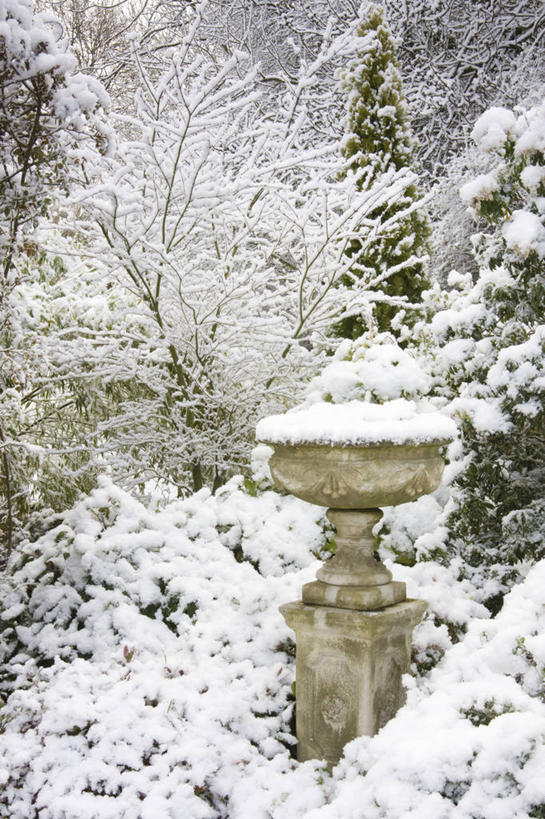 无人,竖图,室外,白天,雪,植物,英国,庭院,冬天,树,白色,寒冷,摄影,灌木,焦点,清新,伍斯特郡,彩图