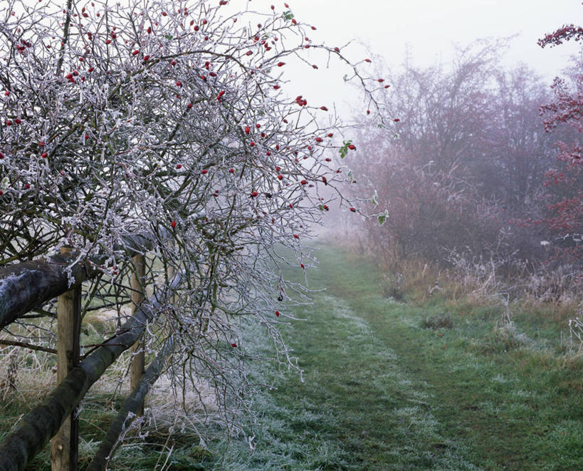 无人,栏杆,横图,室外,白天,留白,植物,雾,玫瑰,浆果,英国,木制,木材,冬天,小路,枝,霜,饮食,草,红色,寒冷,摄影,蔷薇果,野玫瑰,彩图