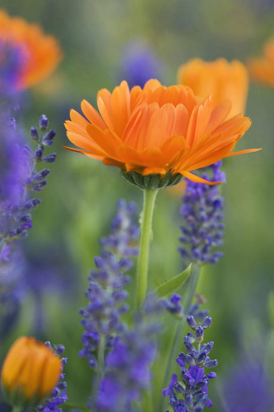 无人,竖图,彩色,室外,特写,白天,留白,爱情,植物,英国,万寿菊,浪漫,花,花瓣,紫色,香草,夏天,薰衣草,橙色,摄影,五颜六色,色彩斑斓,清新,柔焦,五彩缤纷,呼吸,灵香草,黄香草,五彩斑斓,金盏花,奇迹,五光十色,彩图,对焦