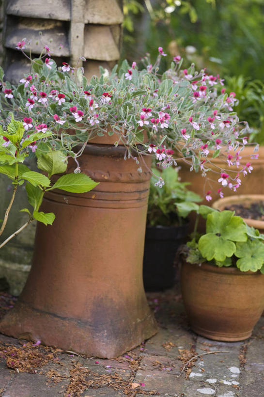 无人,竖图,室外,白天,烟囱,美景,植物,景观,园艺,自然,景色,摄影,自然风光,循环利用,彩图