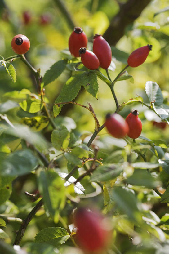 无人,竖图,彩色,室外,特写,白天,留白,植物,玫瑰,叶子,英国,红色,绿色,摄影,五颜六色,色彩斑斓,五彩缤纷,蔷薇果,五彩斑斓,五光十色,秋天,彩图,全画面,全框架,全帧,全画幅,对焦