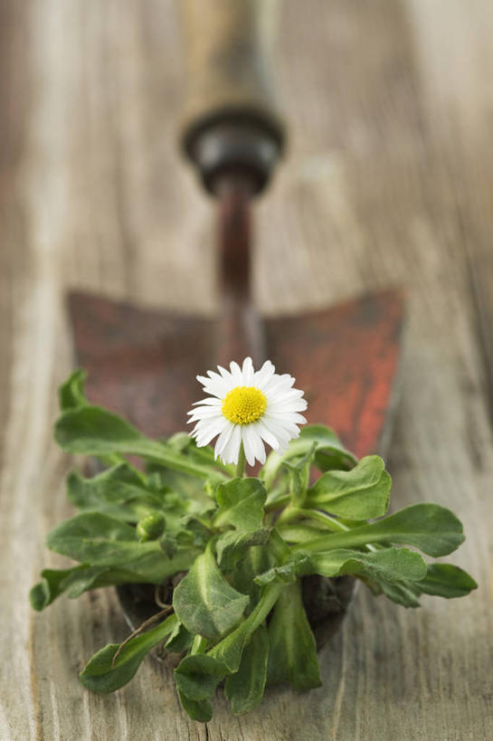 无人,竖图,室外,特写,白天,美景,植物,静物,金属制品,金属,铲子,工具,景观,园艺,野花,设备,物品,雏菊,花,白色,自然,景色,摄影,泥刀,除草,自然风光,泥铲,手工具,彩图,手铲,对焦