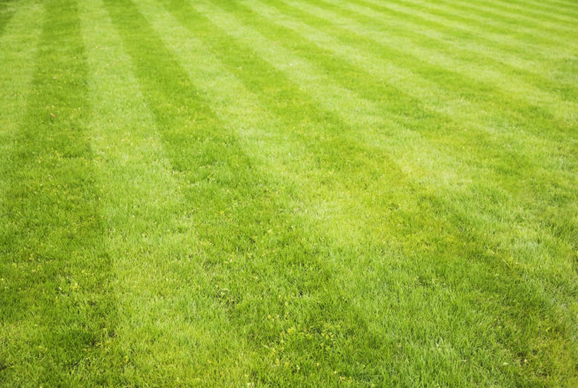 无人,横图,室外,白天,留白,草坪,英国,一排,条纹,整齐,庭院,草,排列,绿色,摄影,队列,式样,彩图,全画面,全框架,全帧,全画幅,割