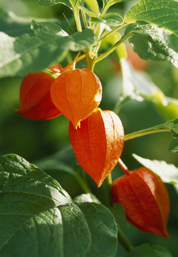 无人,竖图,彩色,室外,特写,白天,留白,植物,百合花,叶子,照明,日光,英国,灯笼,纸灯笼,饮食,绿色,灯具,橙色,摄影,五颜六色,照亮,色彩斑斓,照明设备,清新,柔焦,五彩缤纷,冬樱花,强瞿,五彩斑斓,宫灯百合,五光十色,百合蒜,倒仙,番韭,山丹,秋天,彩图,灯笼百合,宫灯花,圣诞百合,对焦,多年生植物