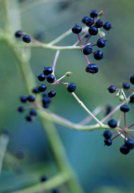 无人,竖图,室外,特写,白天,留白,植物,浆果,英国,黑色,摄影,柔焦,彩图,对焦