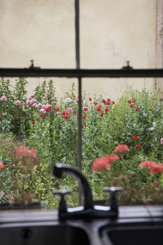 无人,竖图,室内,白天,留白,厨房,窗户,叶子,英国,花坛,水槽,水龙头,庭院,花,花瓣,粉色,红色,绿色,夏天,摄影,窗框,都市风光,柔焦,彩图,对焦,厨房水槽