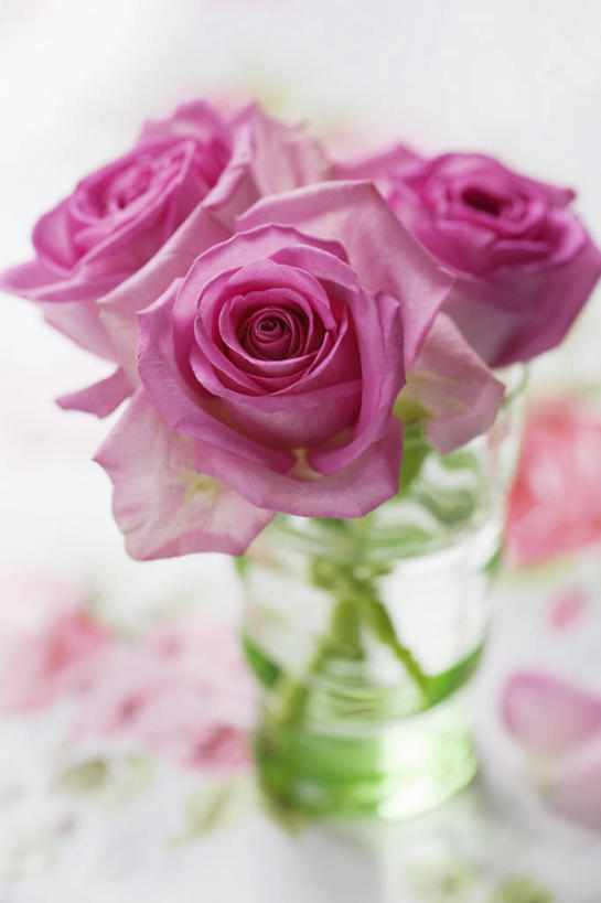 无人,竖图,特写,留白,玫瑰,静物,花瓶,桌布,花,花瓣,排列,粉色,花束,摄影,清新,彩图,影棚拍摄,对焦
