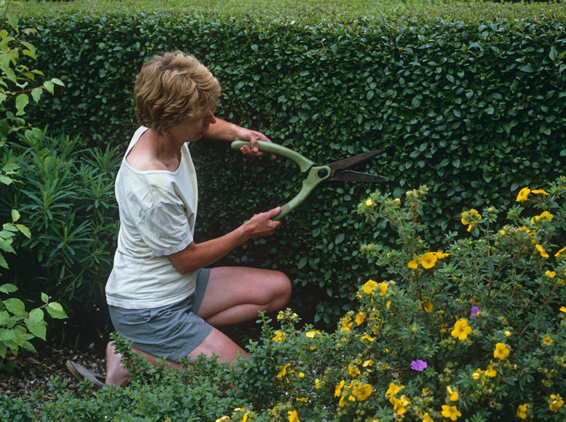 西方人,成年人,老年人,一个人,横图,室外,白天,留白,侧面,英国,欧洲,欧洲人,仅一个女性,仅一个人,修剪,短裤,工具,园艺,T恤,休闲装,设备,物品,仅一个中年女性,职业,摄影,生活方式,手工具,园艺剪刀,树篱,女人,女性,中年女性,白种人,跪着,彩图