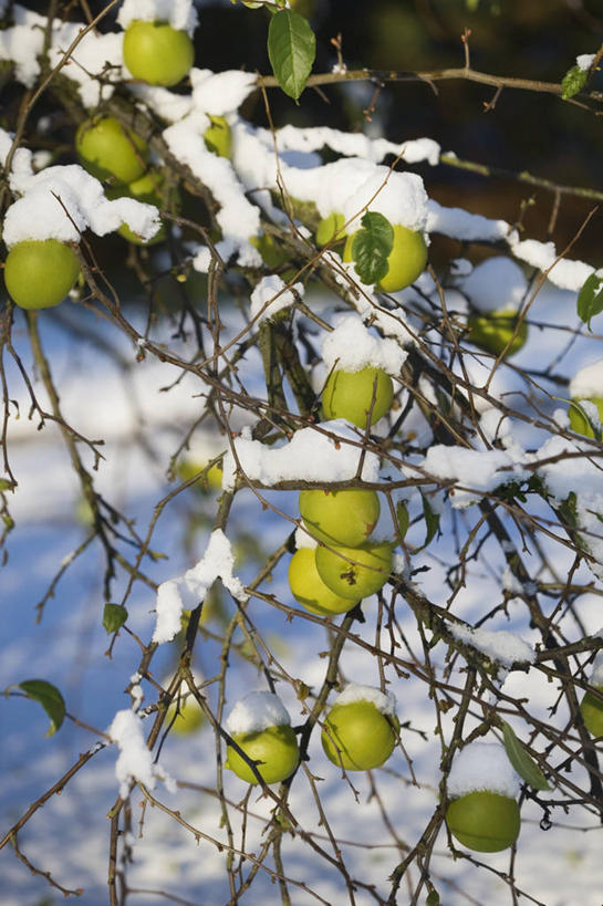 无人,竖图,室外,白天,雪,植物,木瓜,水果,英国,冬天,枝,饮食,绿色,寒冷,摄影,秋天,彩图,全画面,全框架,全帧,全画幅,对焦