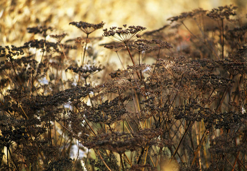 无人,横图,室外,白天,留白,植物,英国,褐色,干花,摄影,柔焦,秋天,彩图,对焦,多年生植物