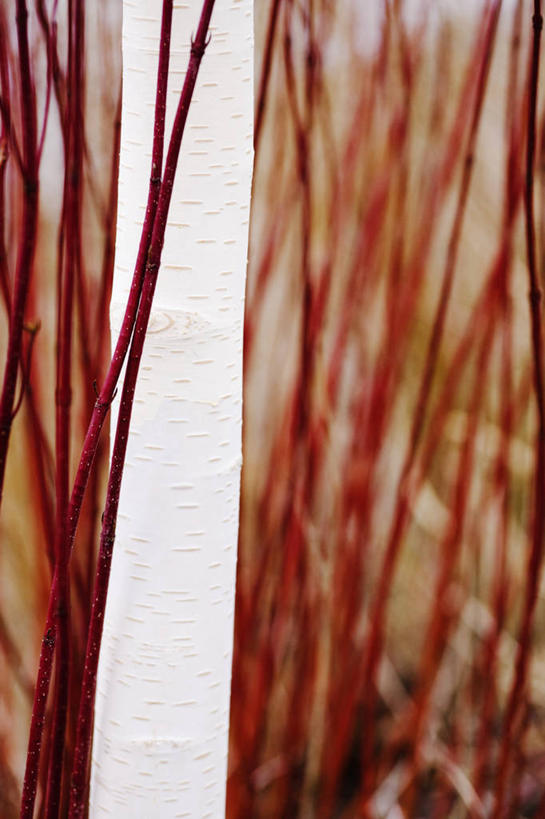 无人,竖图,室外,白天,美景,植物,白桦树,景观,冬天,树干,白色,自然,景色,摄影,多样,自然风光,反差,山茱萸,彩图