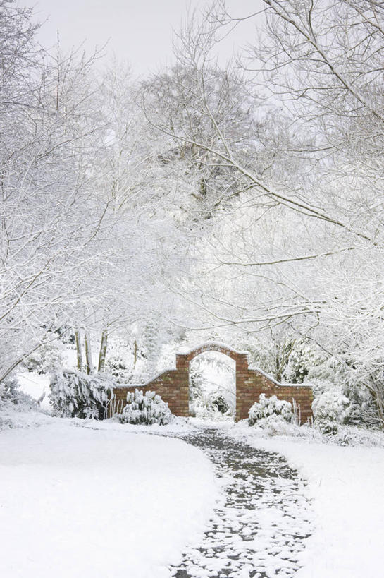 无人,竖图,室外,白天,留白,雪,英国,脚印,庭院,冬天,拱门,小路,白色,寒冷,摄影,焦点,清新,落叶树,伍斯特郡,彩图,花园路