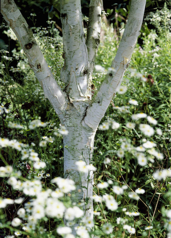 无人,竖图,室外,白天,美景,植物,白桦树,景观,树皮,花,树干,自然,景色,摄影,白桦,清新,自然风光,彩图