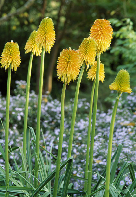 无人,竖图,彩色,室外,特写,白天,留白,热情,植物,英国,花,花瓣,黄色,夏天,橙色,摄影,五颜六色,色彩斑斓,清新,五彩缤纷,思念,五彩斑斓,火把莲,火炬百合,火炬花,五光十色,彩图,剑叶兰,对焦,多年生植物