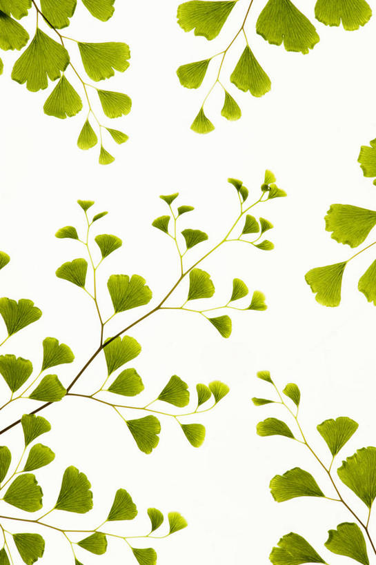 无人,竖图,室外,特写,白天,背景,白色背景,美景,植物,叶子,景观,绿色,自然,景色,摄影,清新,自然风光,式样,掌叶铁线蕨,彩图,全画面,全框架,全帧,影棚拍摄,全画幅