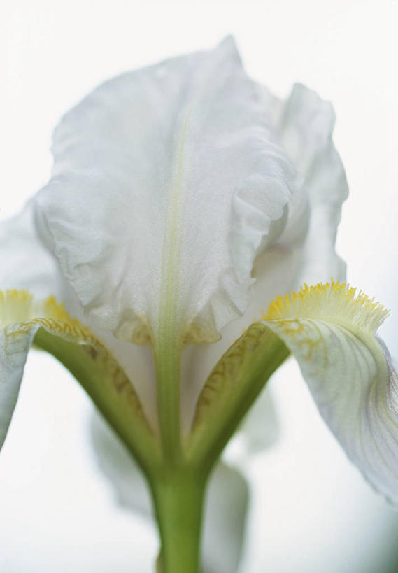 无人,竖图,室外,特写,白天,留白,植物,英国,花,花瓣,白色,夏天,摄影,鸢尾,清新,柔焦,彩图,对焦,多年生植物