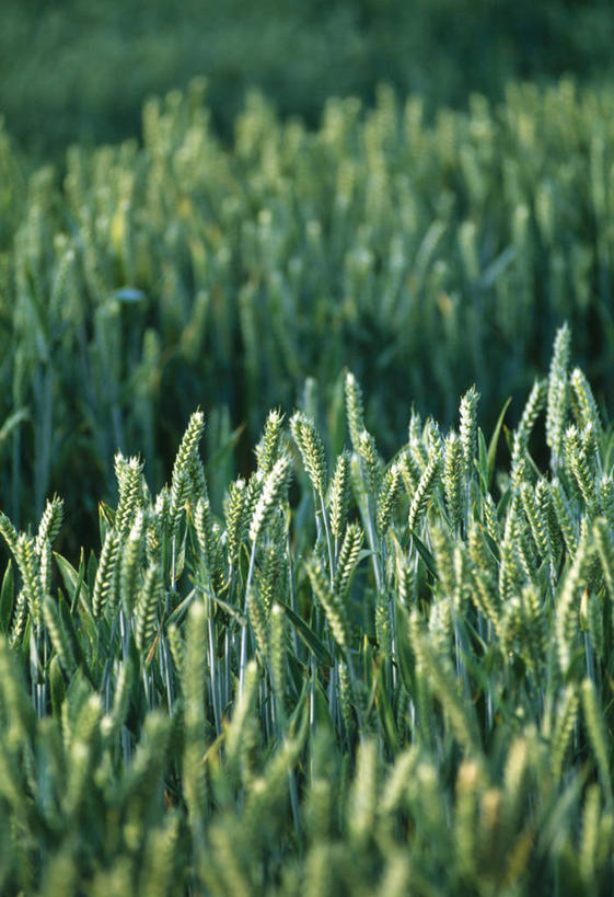 无人,竖图,室外,白天,留白,农作物,小麦,植物,英国,田地,谷物,绿色,夏天,摄影,麦子,生长,柔焦,彩图,对焦