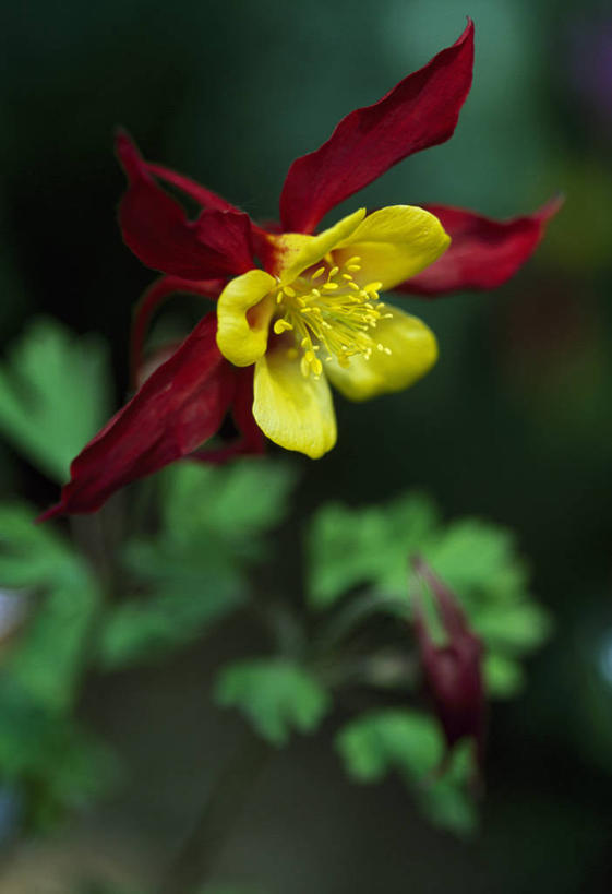 无人,竖图,室外,特写,白天,留白,植物,英国,盛开,花蕾,花,花瓣,花朵,鲜花,一朵,红色,花苞,花蕊,摄影,清新,耧斗菜,彩图,对焦,多年生植物