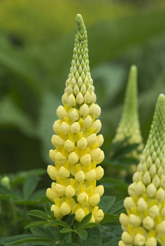 无人,竖图,室外,特写,白天,留白,植物,英国,花,花瓣,黄色,夏天,摄影,清新,白羽扇豆,彩图,对焦,多年生植物