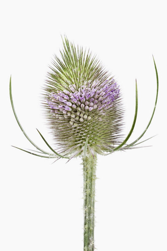 无人,竖图,特写,留白,植物,锐利,盛开,野花,花蕾,花,花瓣,花朵,鲜花,一朵,绿色,紫色,花苞,花蕊,摄影,影棚,锋利,尖锐,清新,荆棘,摄影棚,起绒草,彩图,影棚拍摄,拍摄,对焦