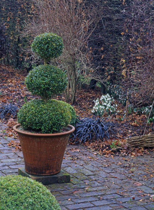 无人,竖图,室外,白天,留白,植物,花盆,英国,花坛,冬天,小路,盒子,容器,春天,摄影,园林,灌木,粘土,沥青,雪花莲,观赏草,黄杨木,彩图,花园路