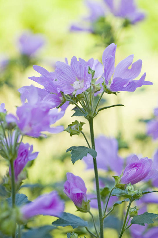 无人,竖图,室外,特写,白天,留白,植物,英国,花,花瓣,粉色,夏天,摄影,清新,金钱紫花葵,锦葵,荆葵,钱葵,淑气花,小白淑气花,恩惠,彩图,对焦