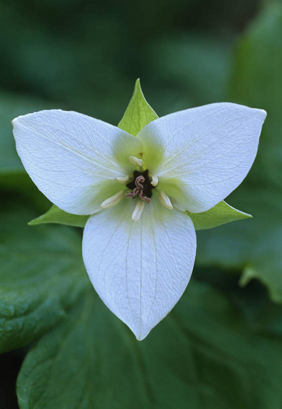 无人,竖图,室外,特写,白天,留白,植物,英国,盛开,花蕾,花,花瓣,花朵,鲜花,一朵,白色,春天,花苞,花蕊,摄影,清新,延龄草,彩图,对焦,多年生植物