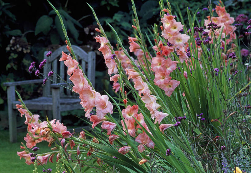 无人,横图,彩色,室外,白天,留白,背景,植物,英国,木制,长椅,庭院,草药,药草,中药,花,花瓣,粉色,夏天,摄影,五颜六色,马鞭草,剑兰,色彩斑斓,药材,中草药,五彩缤纷,中药材,本草,龙牙草,五彩斑斓,凤颈草,野荆芥,紫顶龙芽草,五光十色,彩图,多年生植物