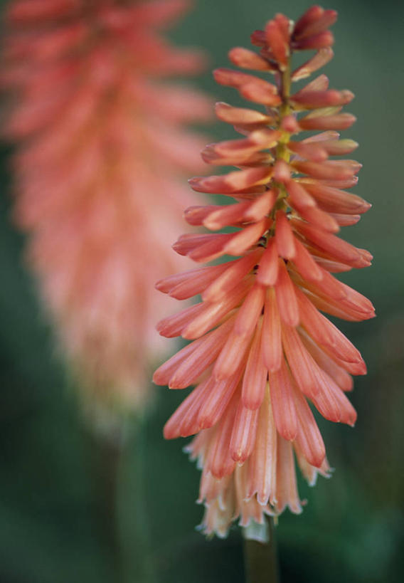 无人,竖图,彩色,室外,特写,白天,留白,热情,植物,英国,花,花瓣,夏天,橙色,摄影,五颜六色,色彩斑斓,清新,柔焦,五彩缤纷,思念,五彩斑斓,火把莲,火炬百合,火炬花,五光十色,彩图,剑叶兰,对焦,多年生植物