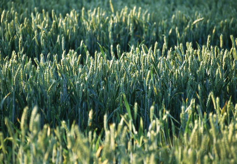 无人,横图,室外,白天,留白,农作物,小麦,植物,英国,田地,谷物,生食,饮食,绿色,夏天,摄影,麦子,柔焦,彩图,对焦