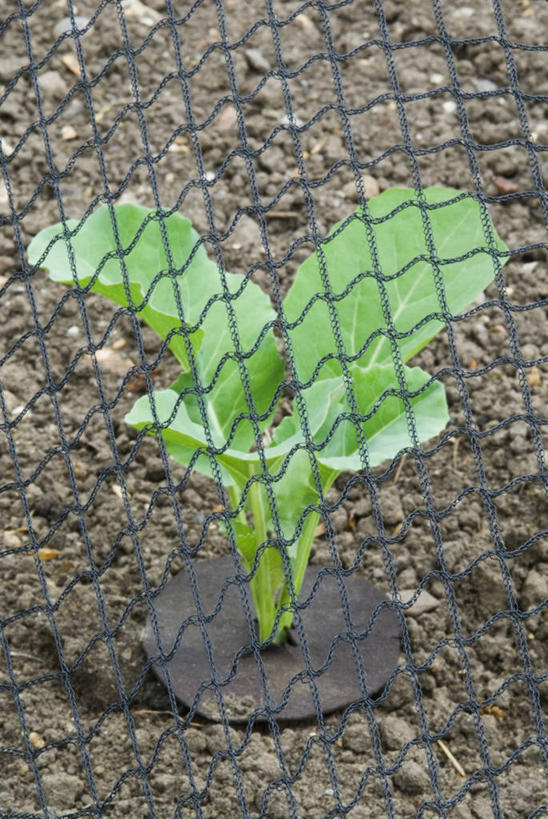 无人,竖图,室外,特写,白天,留白,植物,蔬菜,叶子,英国,覆盖,网,泥土,园艺,食品,铁丝网,饮品,饮食,食物,饮料,绿色,甘蓝,摄影,保护,可口,适口,彩图,全画面,全框架,全帧,全画幅,共生关系