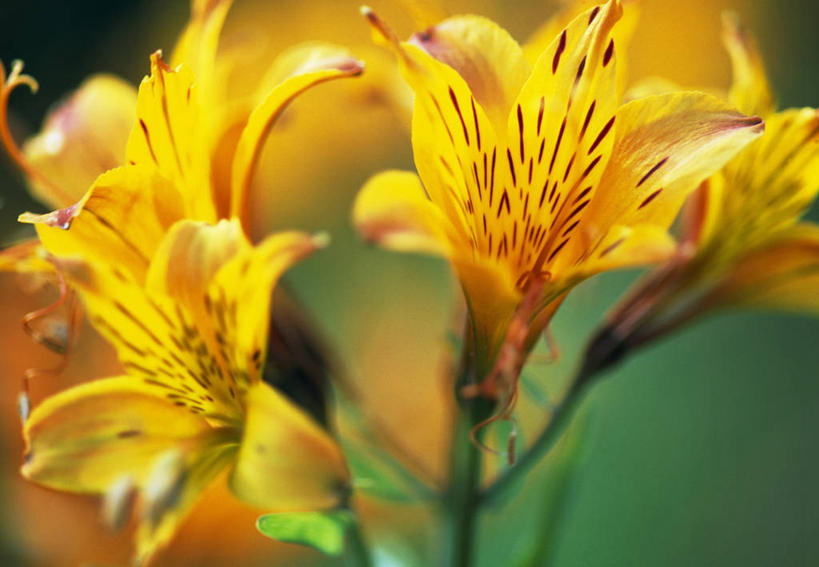 无人,横图,彩色,室外,特写,白天,留白,植物,六出花,英国,花,花瓣,夏天,橙色,摄影,五颜六色,色彩斑斓,清新,柔焦,五彩缤纷,五彩斑斓,式样,五光十色,彩图,对焦,多年生植物