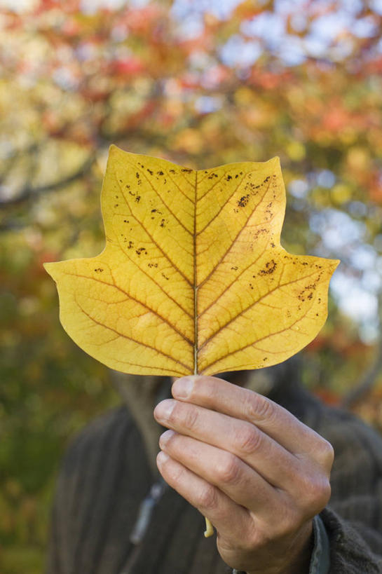 西方人,成年人,中年人,手,竖图,彩色,室外,特写,白天,留白,叶子,英国,欧洲,欧洲人,朦胧,模糊,拿着,黄色,人体,摄影,生活方式,五颜六色,色彩斑斓,清新,五彩缤纷,五彩斑斓,五光十色,郁金香树,男人,中年男性,白种人,叶脉,秋天,彩图