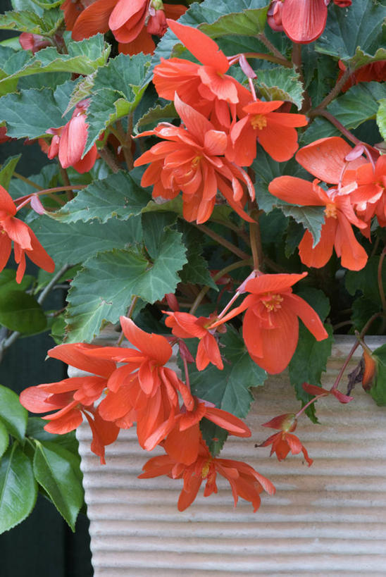 无人,竖图,室外,特写,白天,留白,美景,植物,叶子,花盆,景观,床上用品,花,花瓣,红色,绿色,自然,容器,夏天,景色,摄影,秋海棠,清新,自然风光,彩图