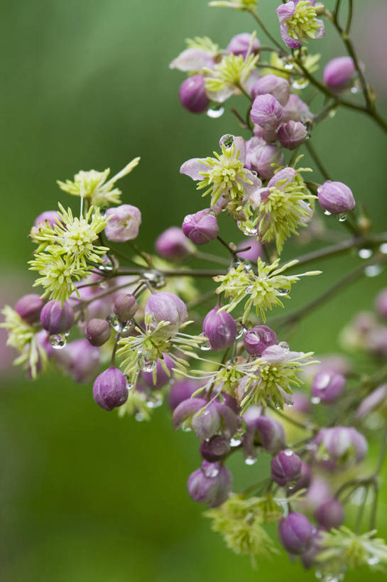 无人,竖图,室外,特写,白天,留白,美景,水,雨,植物,湿,景观,水滴,花,花瓣,绿色,紫色,自然,夏天,景色,摄影,清新,自然风光,柔焦,彩图,唐松草,对焦